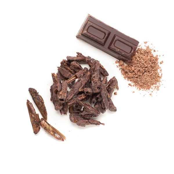 Chocolate Coated Grasshoppers 10g